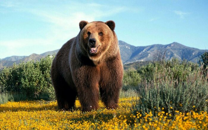 День Гросса - большого медведя